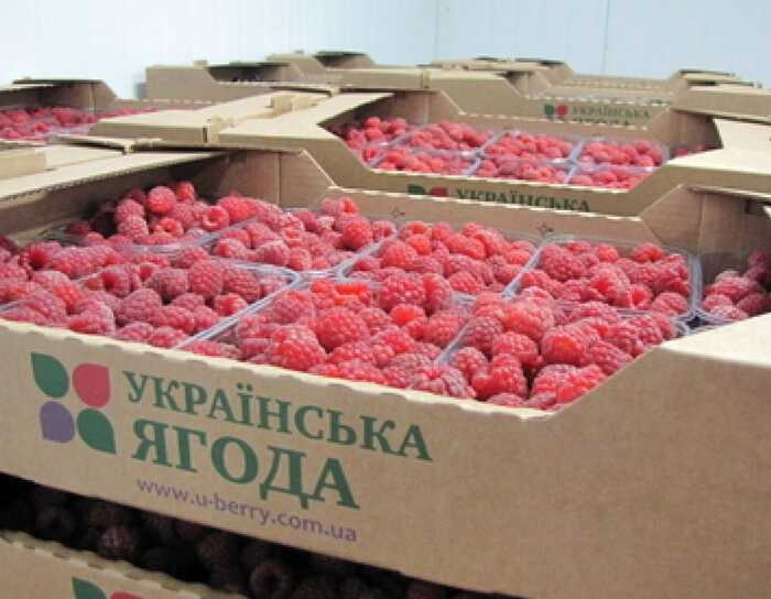 АРМА та Стефанішина: кому передали одного з найбільших виробників ягід і чому міг залишитися зв’язок із Росією